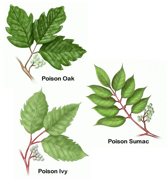 All Stop Poison Ivy Ingredients In Diet