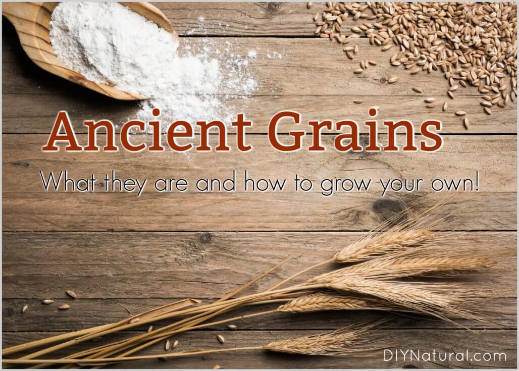 Ancient Grains grow