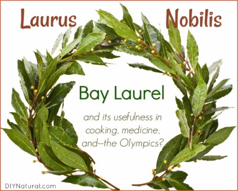 Bay Laurel Laurus Nobilis