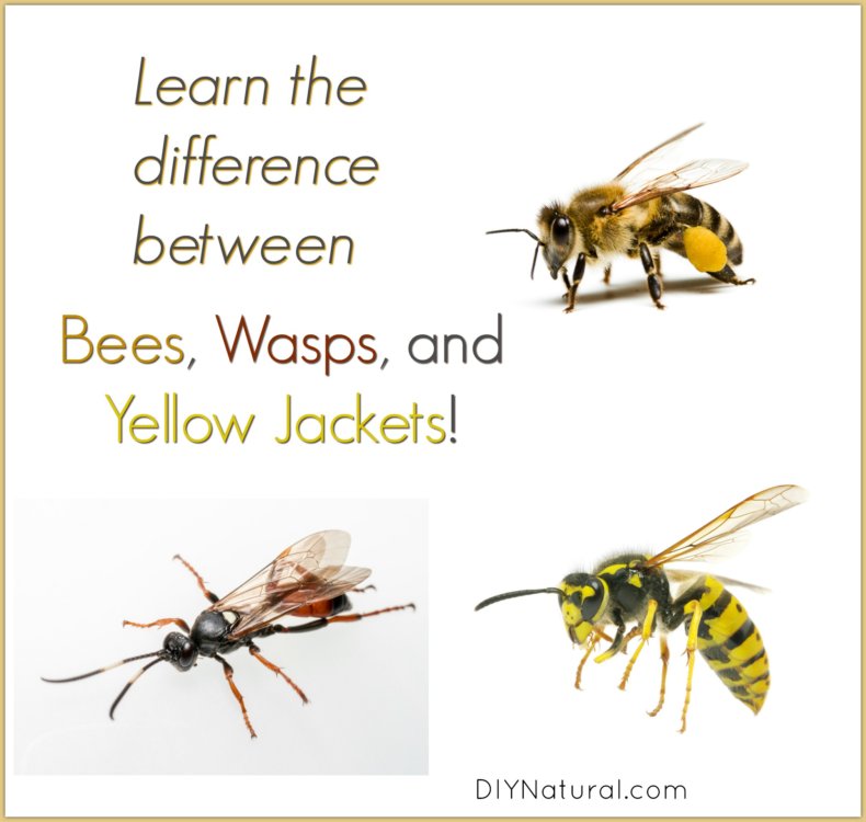 Yellow Jacket Vs Bee: Differences of Bees, Wasps, & Yellow Jackets