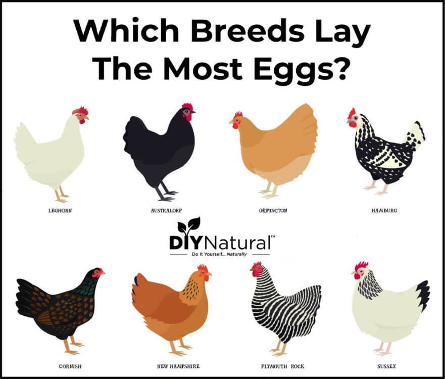 Best Egg Laying Chickens A List Of The 15 Best Chicken Breeds For Eggs 