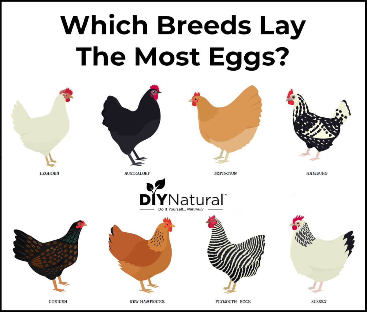 Egg Laying Chicken Breeds