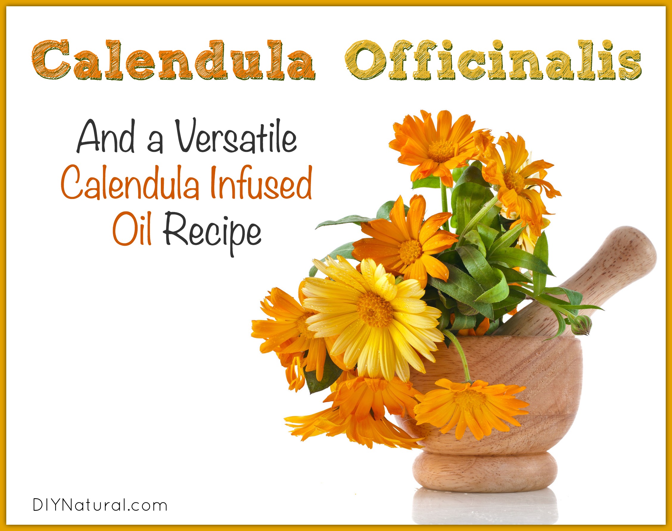 Calendula Officinalis and How To Make Calendula Infused Oil