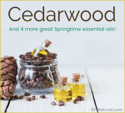 Cedarwood Essential Oil Spring