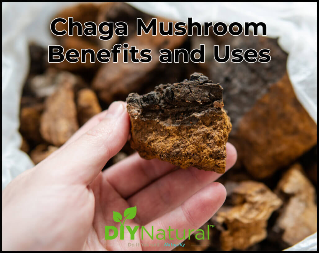 Chaga Mushroom Benefits and How to Forage and Use Chaga Safe Home DIY