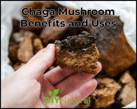 Chaga Mushroom Benefits