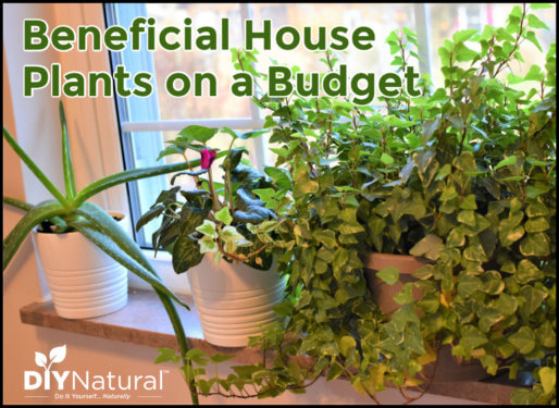 Cheap Indoor House Plants