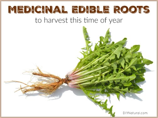 Edible Roots