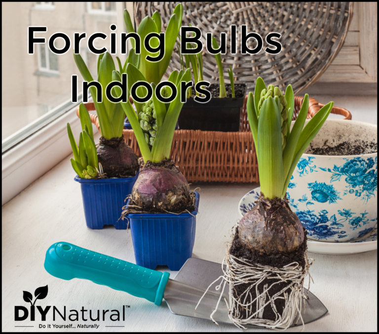 Bulbs For Forcing Inside