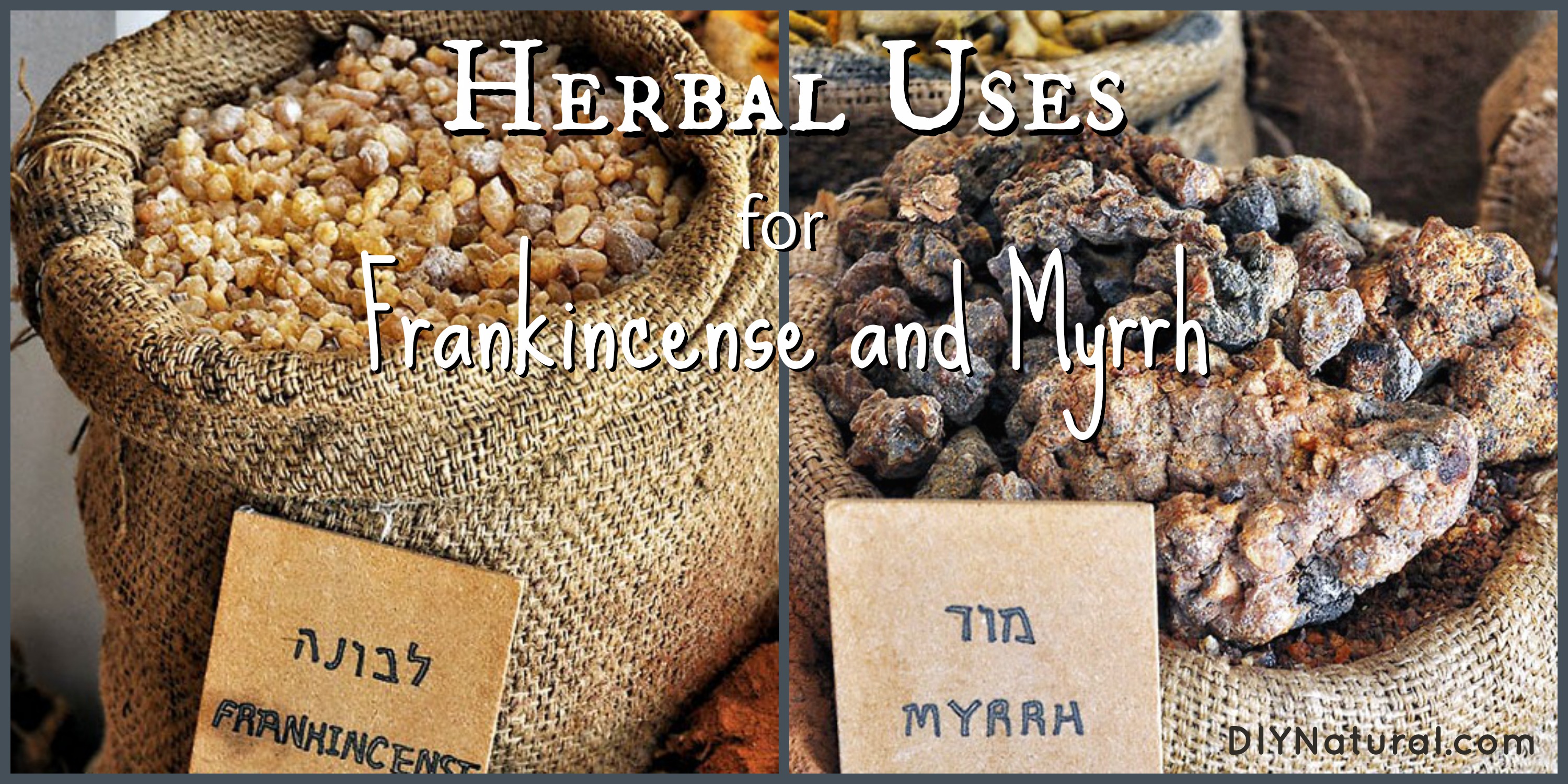 Frankincense and Myrrh: 7 Uses Including A Recipe for Soap and Hydrosol