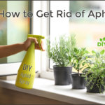 Get Rid of Aphids Homemade Spray