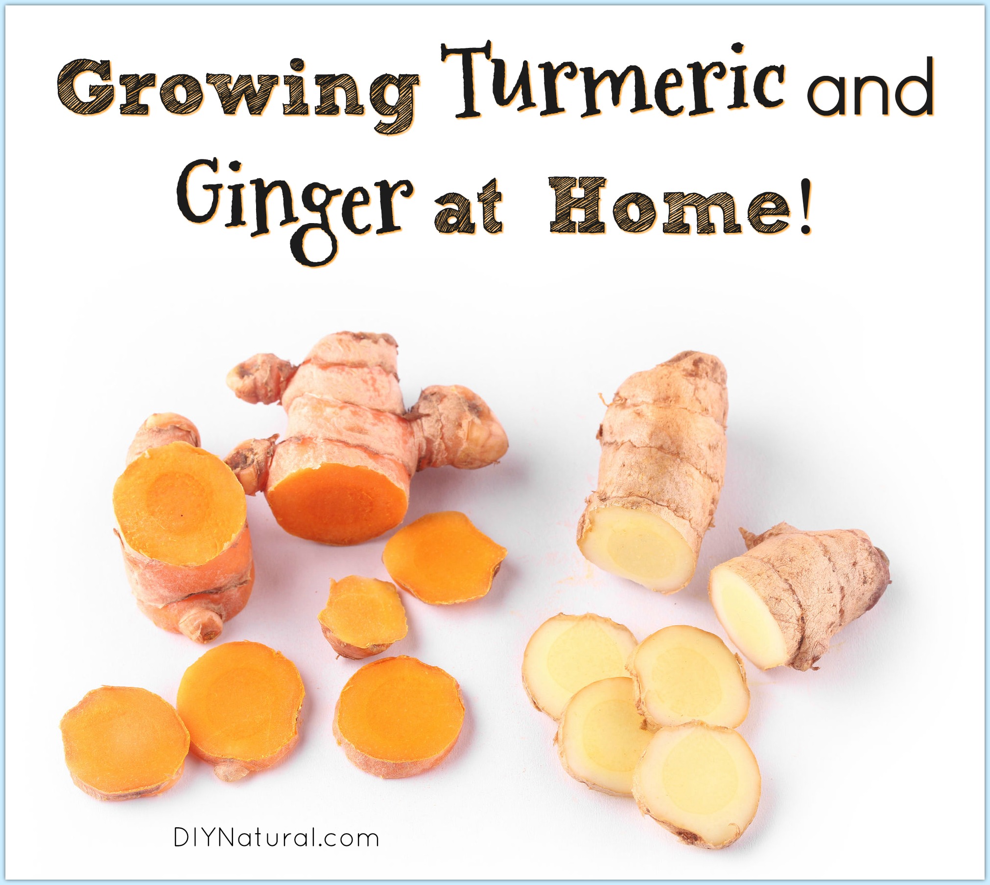 Growing Turmeric And Growing Ginger Growing Healthy Roots At Home