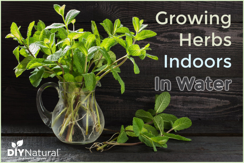Growing Herbs Indoors in Water