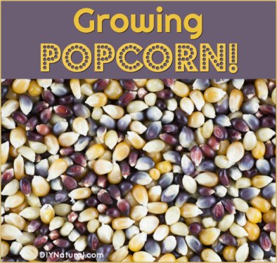 Growing Popcorn