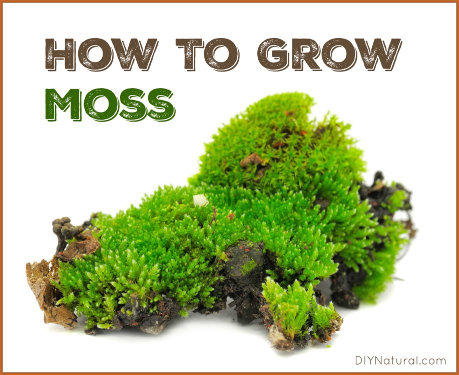 How To Grow Moss: A Simple and Fun Project for The Entire Family