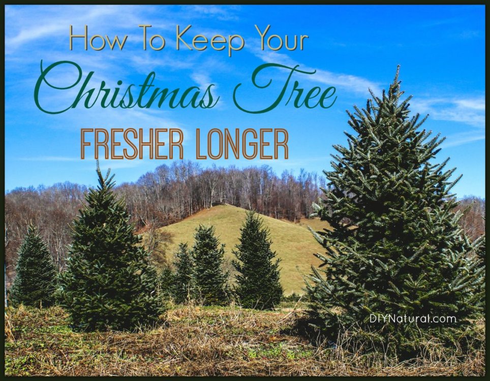 How To Keep A Christmas Tree Fresh And Longest Lasting Trees