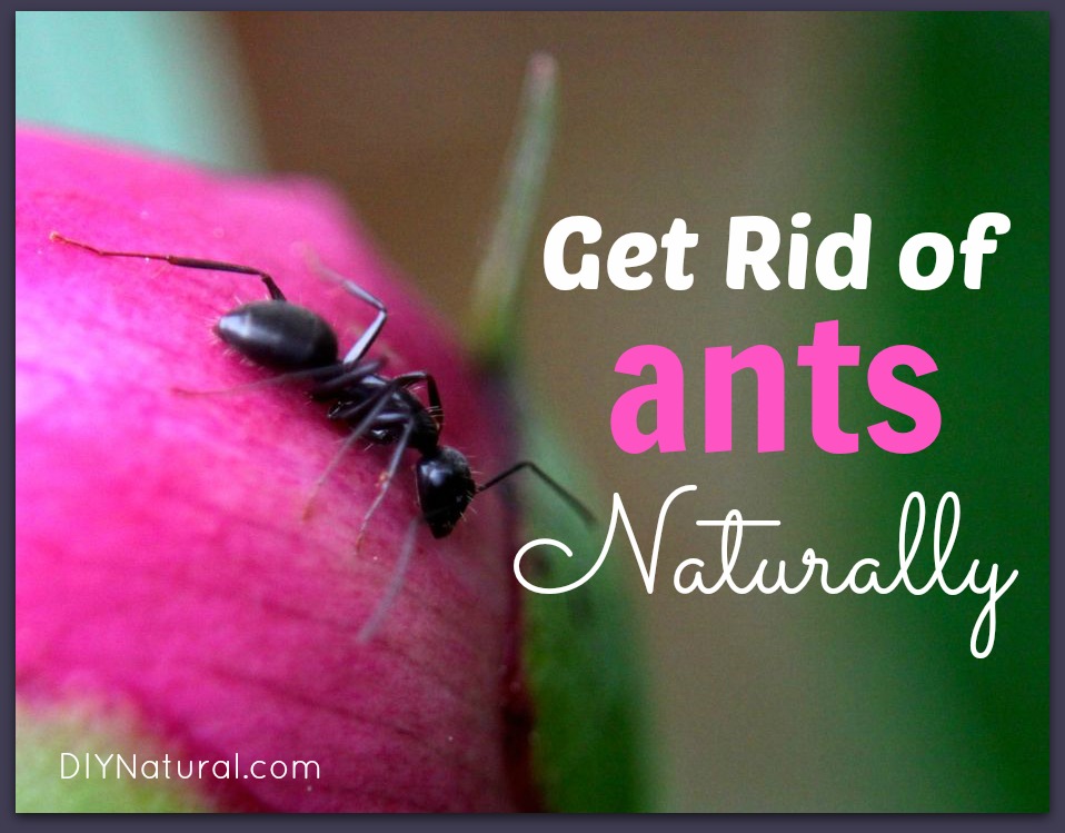 How to Get Rid of Ants Naturally Ant Bait