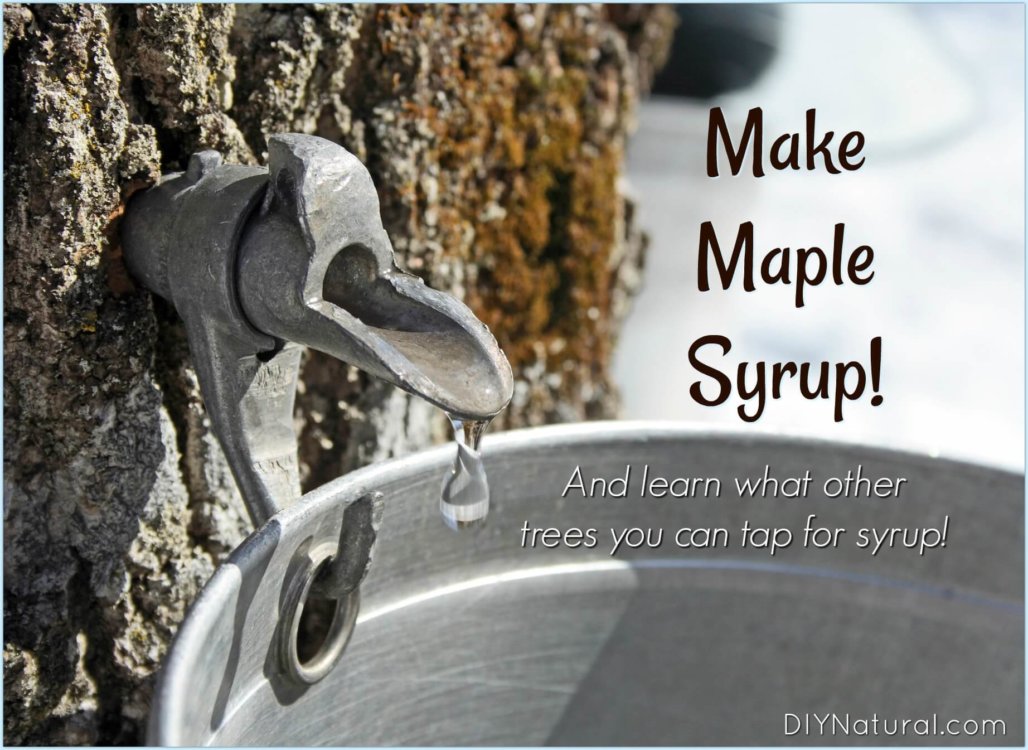 what type of maple tree makes syrup