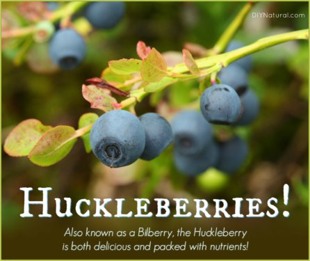 Huckleberry Bilberry Health Benefits