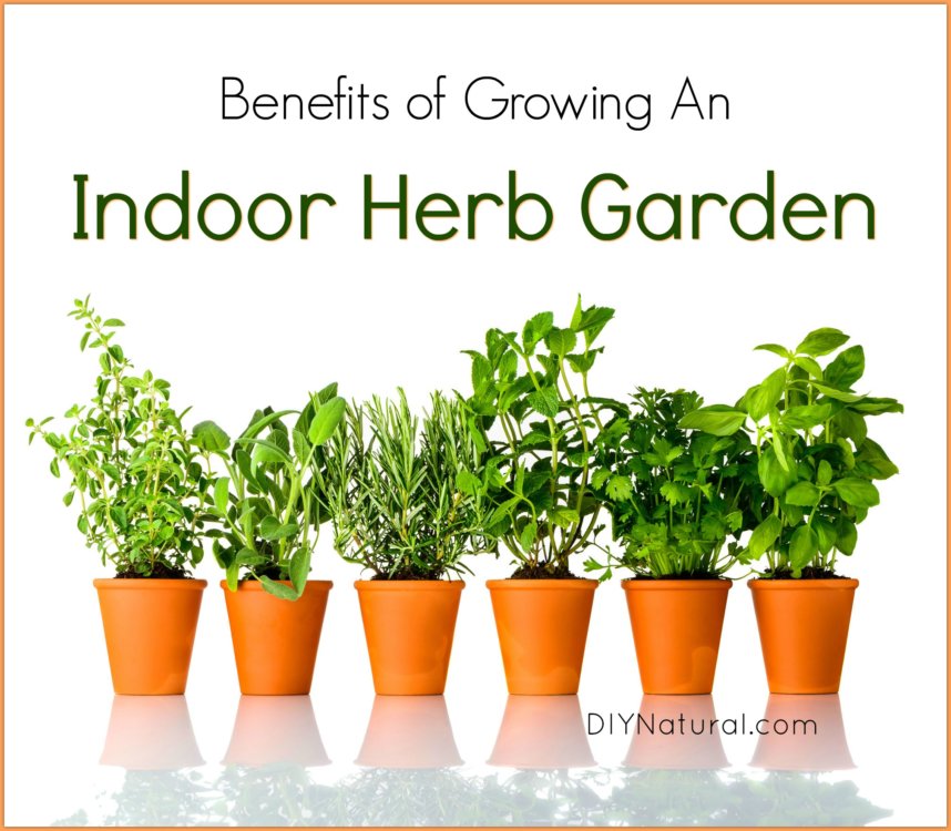 Indoor Herb Garden: 5 Reasons You Should Be Growing Herbs Indoors