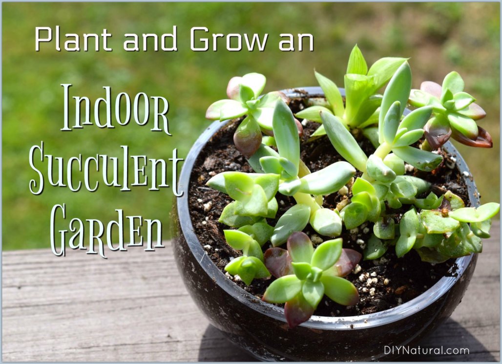 Indoor Succulent Garden Purify Your Air with this DIY Succulent Garden