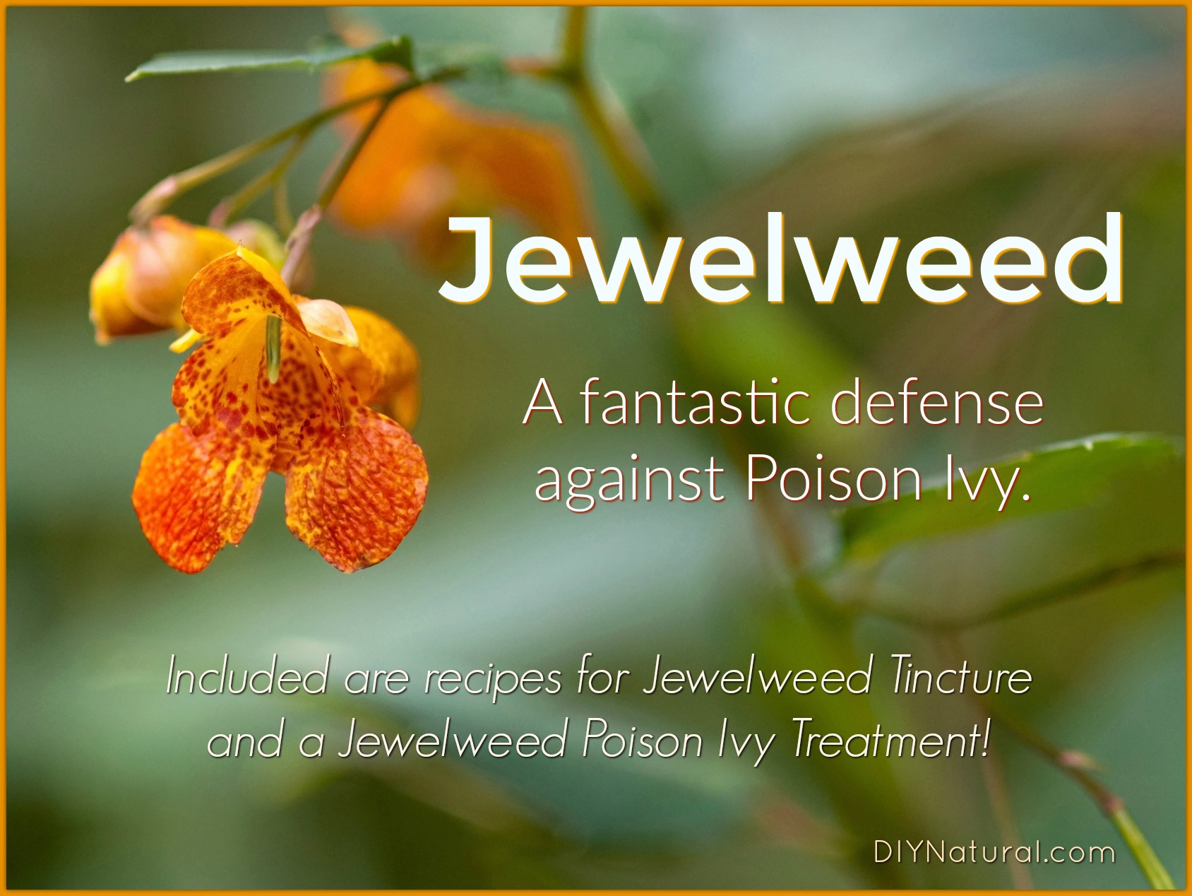 Image of A jewelweed plant being used to treat a poison ivy rash
