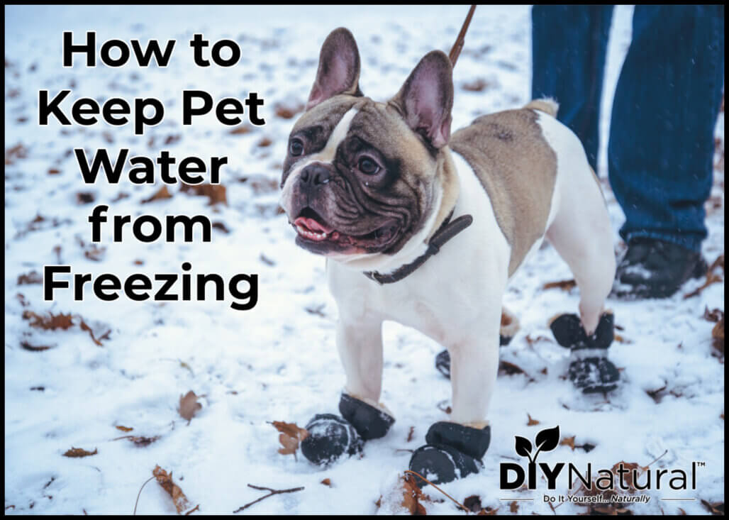Empêcher l'eau des chiens de geler