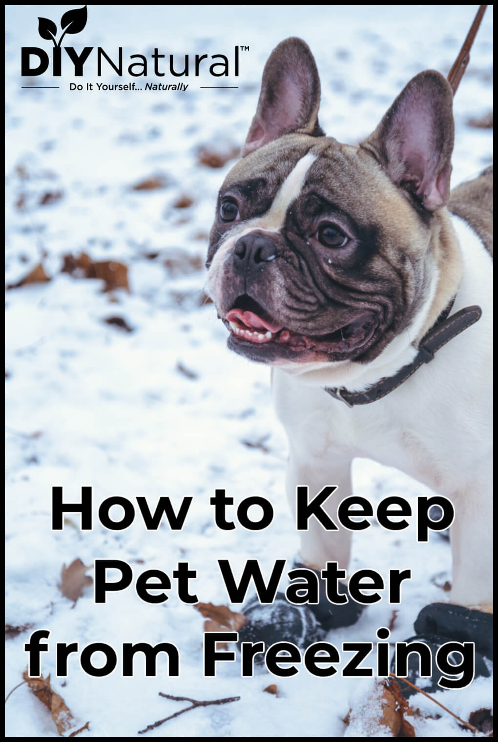 Comment empêcher l'eau des chiens de geler : et celle des autres animaux de compagnie aussi 6