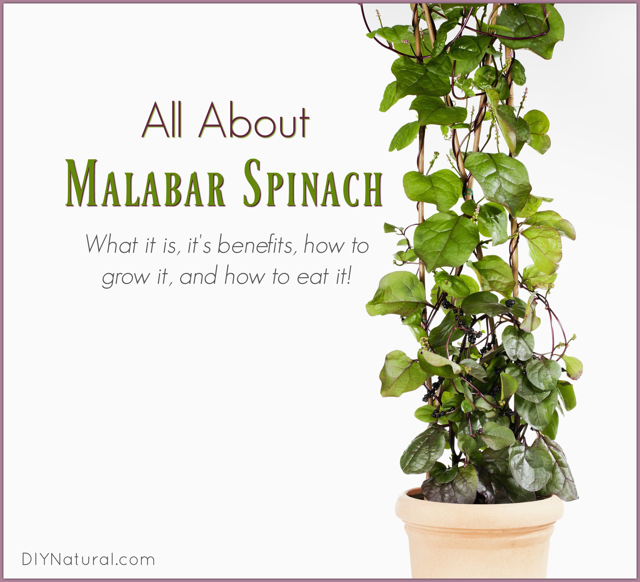 malabar spinach: what it is, benefits, and how to grow & eat it