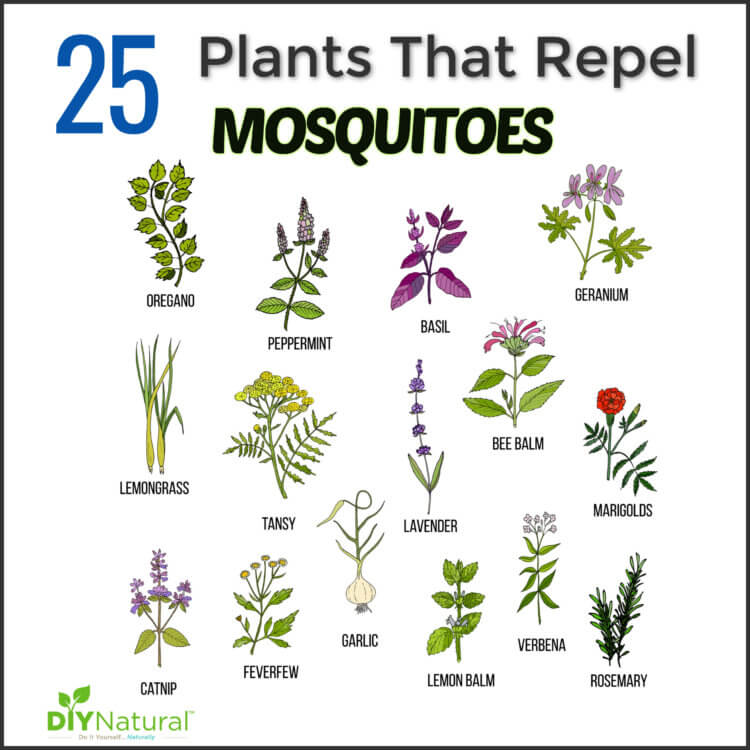 Mosquito Repellent Plants: 25 Plants That Repel Mosquitoes Naturally!