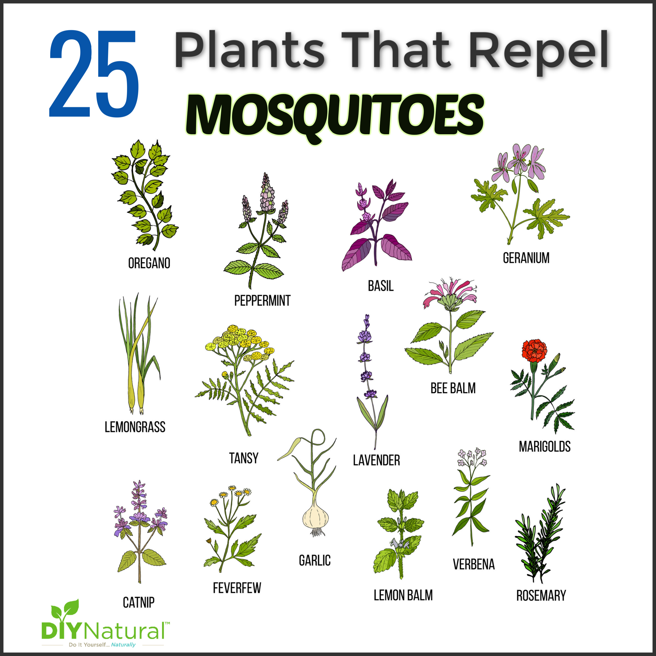 Mosquito Deterrent Plants