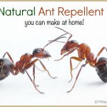 Natural Ant Repellent Essential Oils