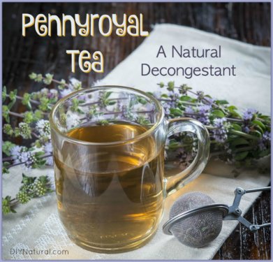 Natural Decongestant Pennyroyal Tea