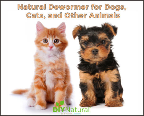 https://diynatural.com/wp-content/uploads/Natural-Dewormer-for-Dogs-and-Cats-467x375.jpg