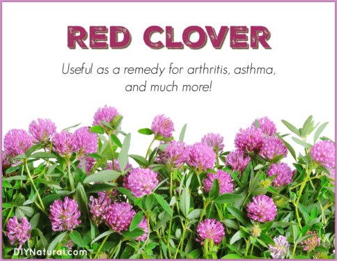 Natural Remedy for Arthritis and Asthma
