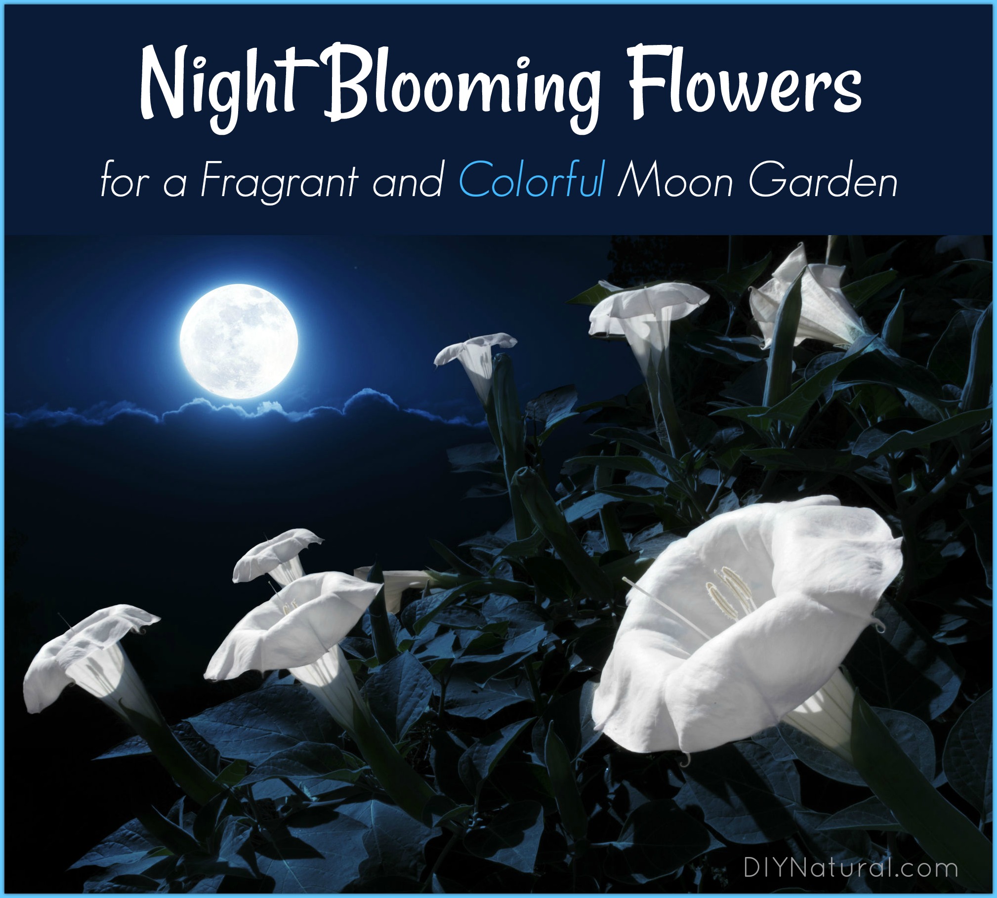 Night Blooming Flowers Moon Garden