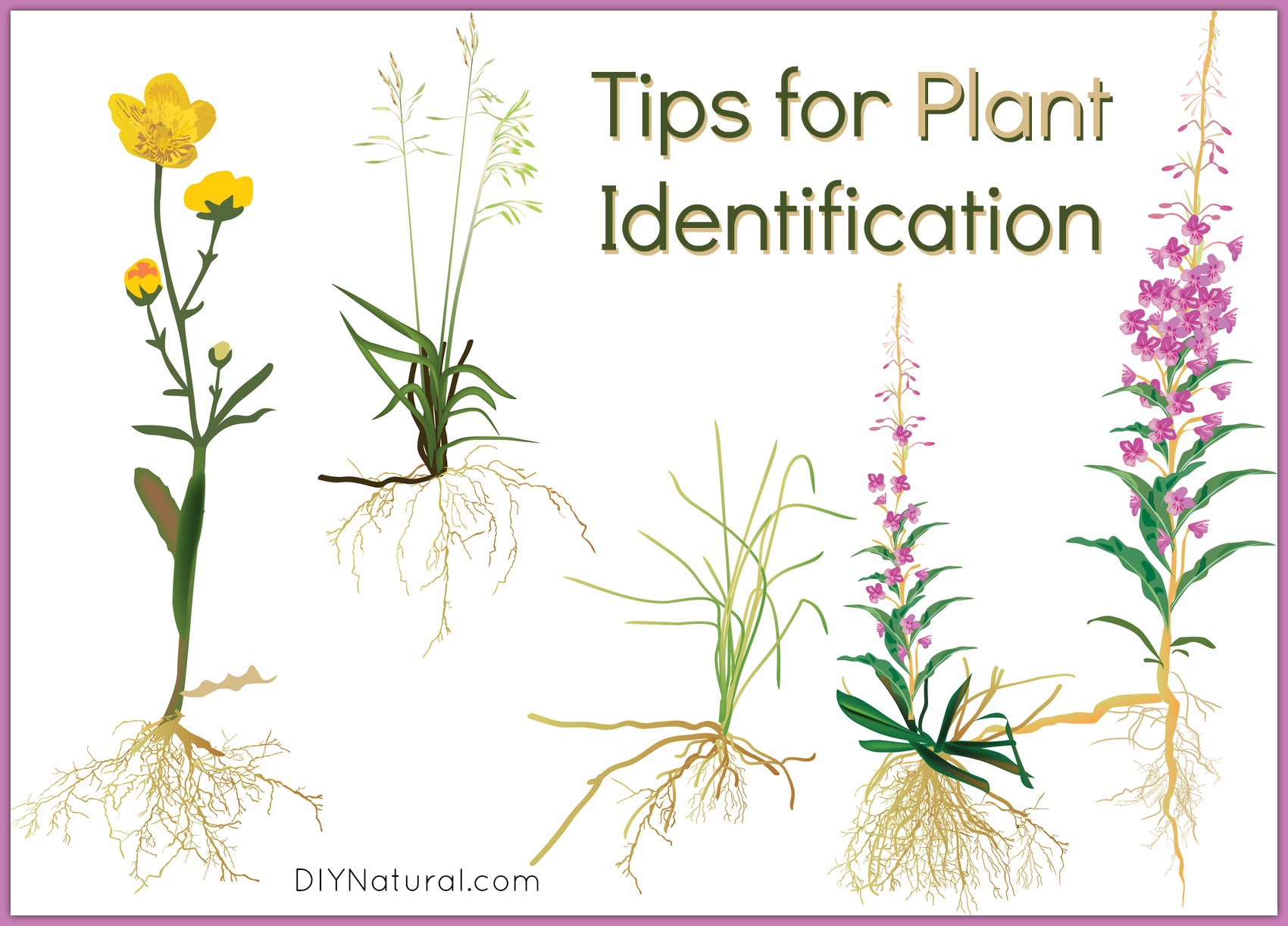 plant identification tips to help improve plant recognition