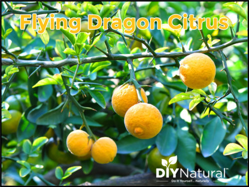 Poncirus Trifoliata Hardy Orange Flying Dragon Citrus