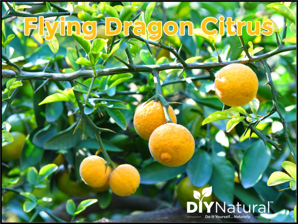 Poncirus Trifoliata Hardy Orange Flying Dragon Citrus