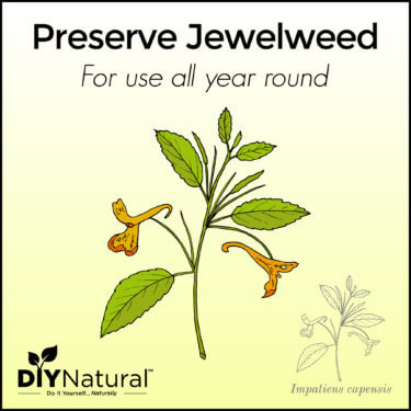 Preserve Jewelweed