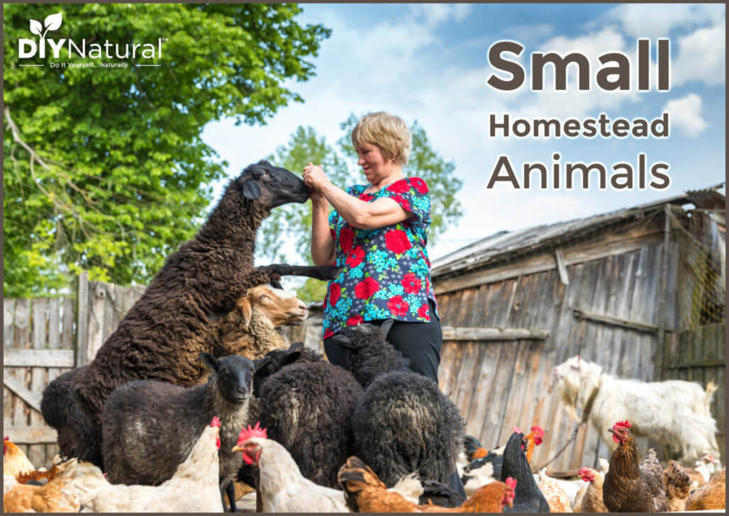Small Farm Animals Homestead