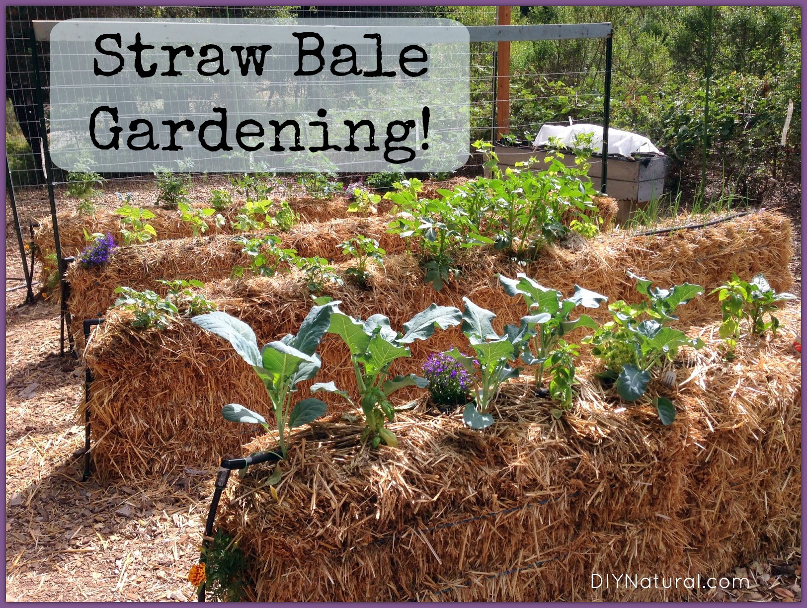Straw Bale Gardening An Easy Way To