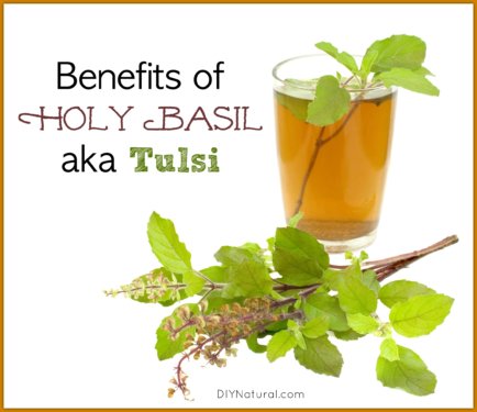 Tulsi and Holy Basil Benefits