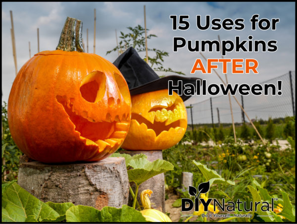 What To Do With Uncarved Pumpkins After Halloween