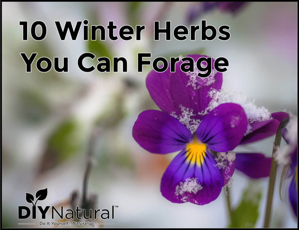 Winter Foraging with White Pine — Solidago School of Herbalism